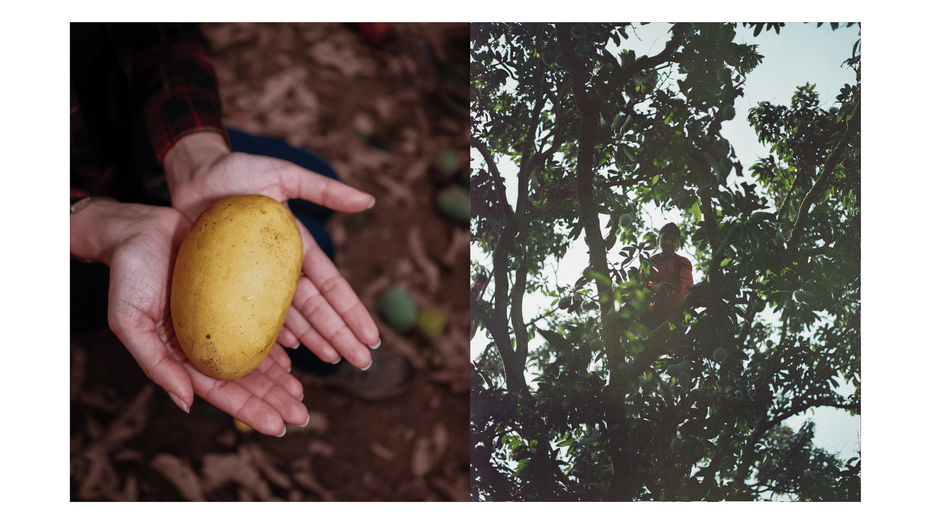 Mangoes_Embed2_Credit_Gorkey Patwal