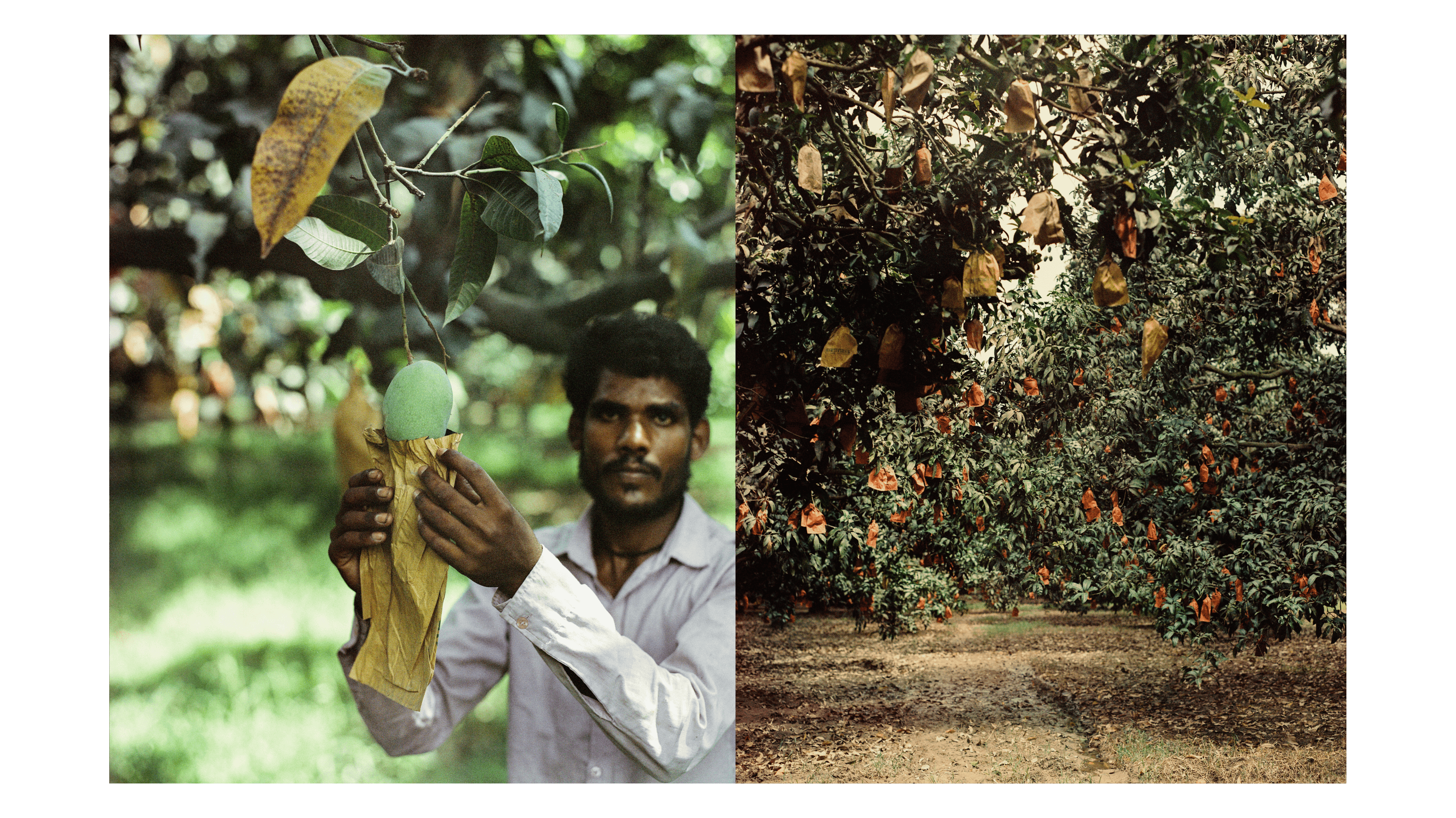 Mangoes_Embed3_Credit_Gorkey Patwal