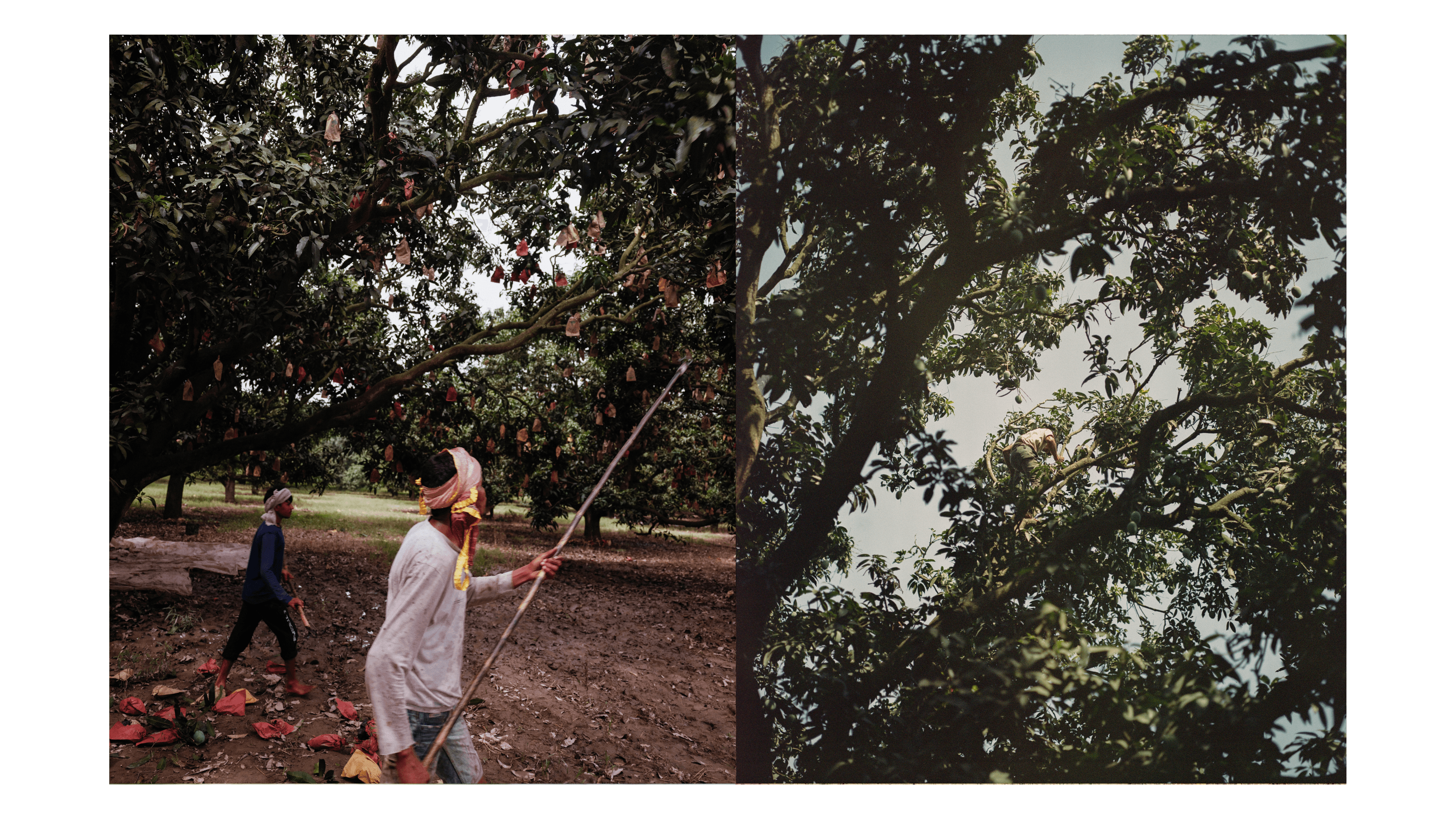 Mangoes_Embed4_Credit_Gorkey Patwal