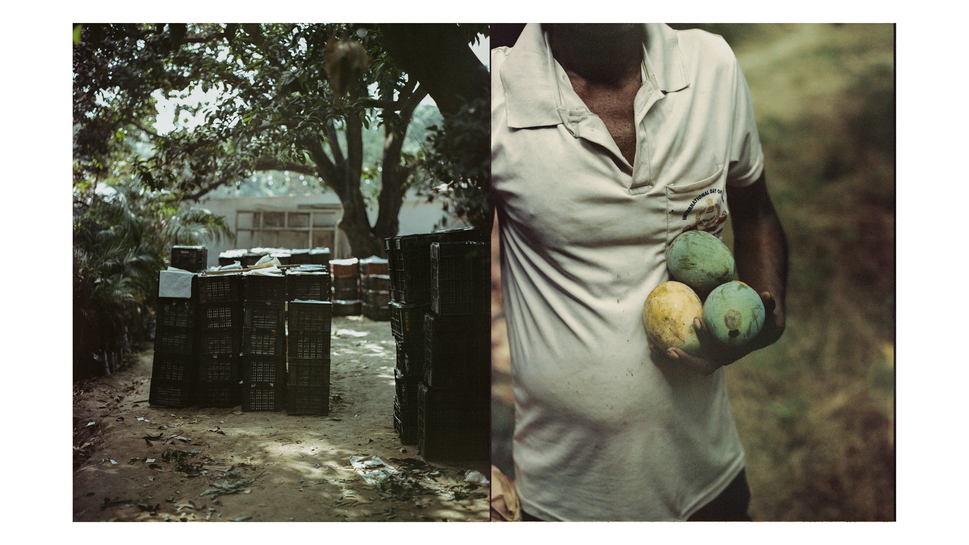 Mangoes_Embed4_Credit_Gorkey Patwal