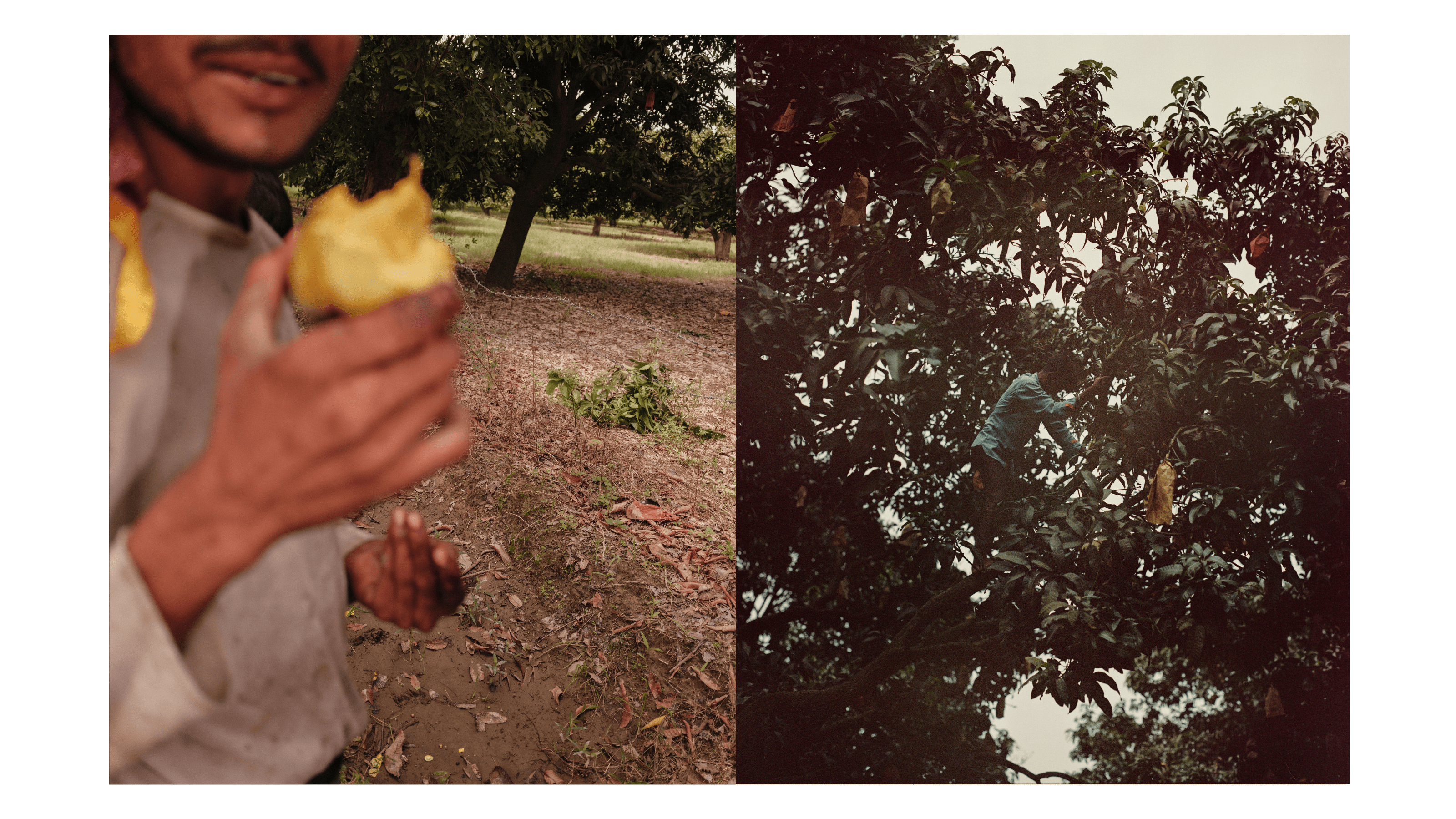 Mangoes_Embed5_Credit_Gorkey Patwal