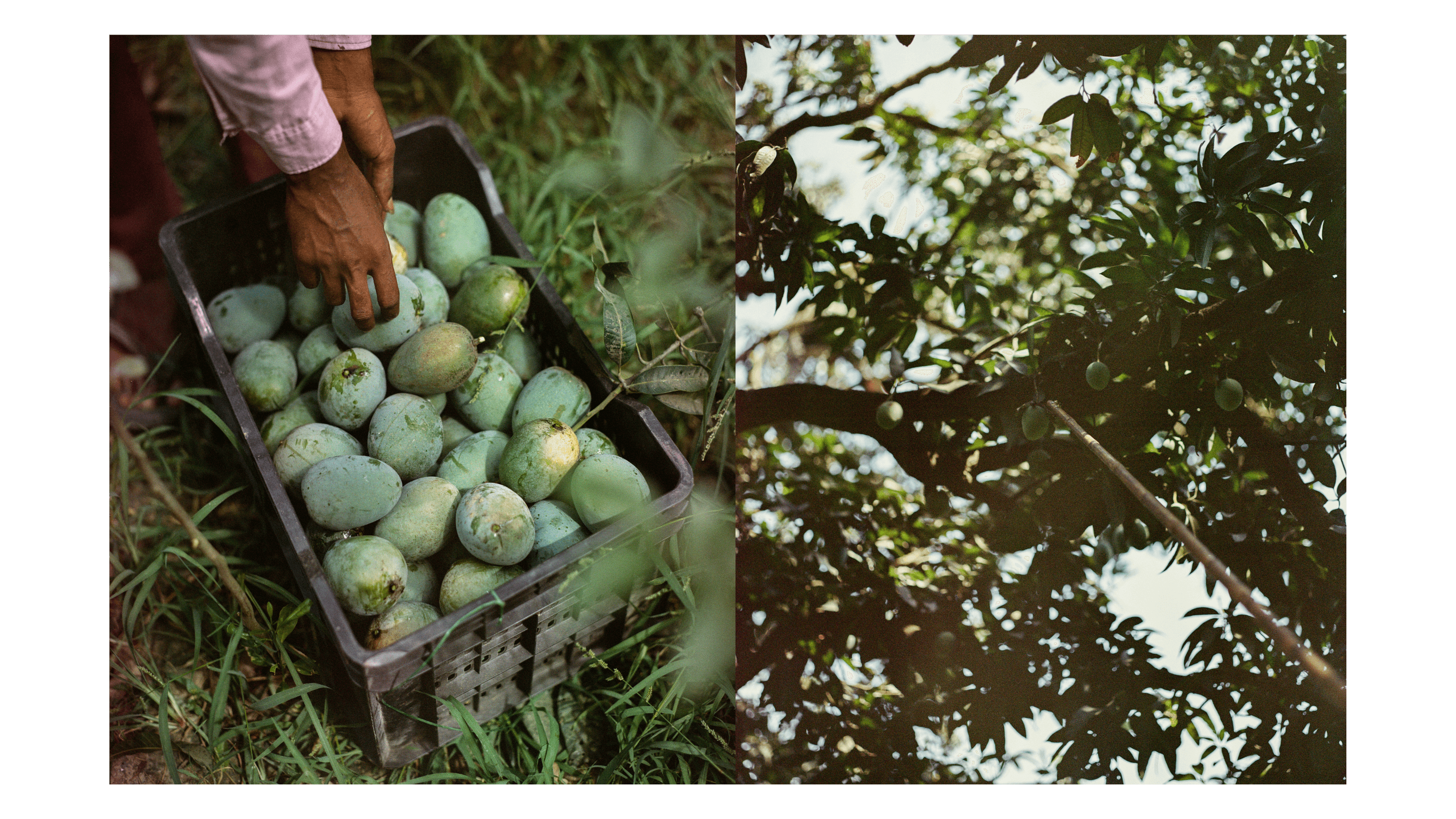 Mangoes_Embed1_Credit_Gorkey Patwal