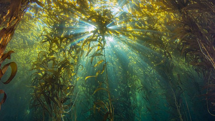 Is Seaweed The Revolutionary Ingredient The World Has Been Waiting For? Is Seaweed The Revolutionary Ingredient The World Has Been Waiting For?