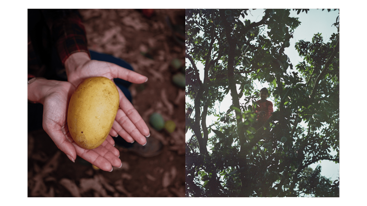 Mangoes_Embed2_Credit_Gorkey Patwal