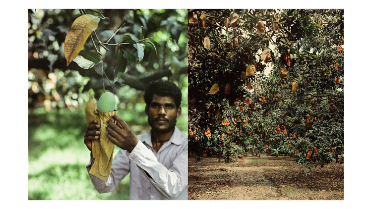 Mangoes_Embed3_Credit_Gorkey Patwal