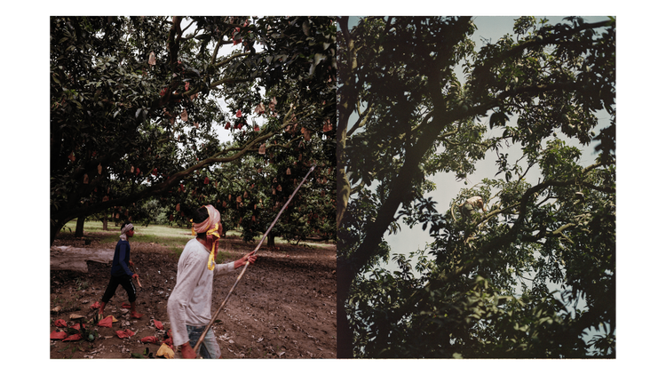 Mangoes_Embed4_Credit_Gorkey Patwal