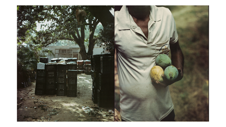 Mangoes_Embed4_Credit_Gorkey Patwal