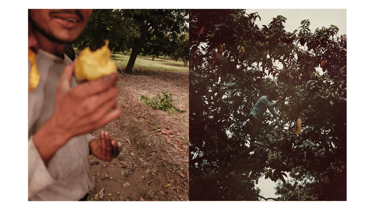 Mangoes_Embed5_Credit_Gorkey Patwal