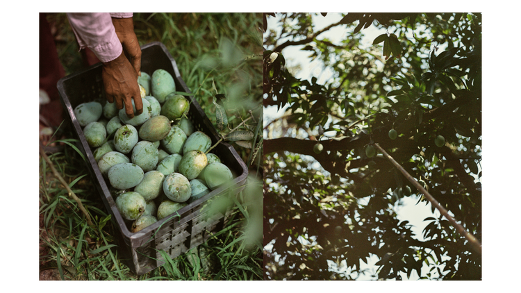 Mangoes_Embed1_Credit_Gorkey Patwal