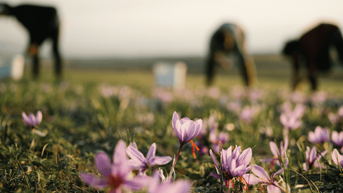 Meet Aurélien Guichard: The Perfumier Championing The ‘Farm To Fragrance’ Movement 