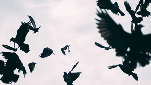 Crow Therapy: How Authors Max Porter And Ted Hughes Both Use Crows To Explore Grief In Their Work 