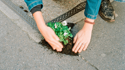 Meet The Guerrilla Gardeners Turning Vacant Lots Into Flowerbeds