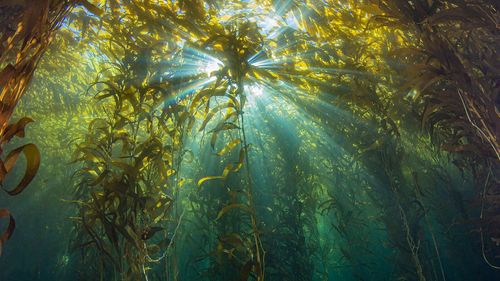 Is Seaweed The Revolutionary Ingredient The World Has Been Waiting For?