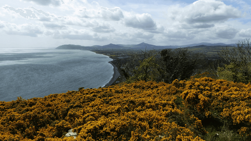 Paul Murray’s Guide To Ireland, Inspired By The Bee Sting