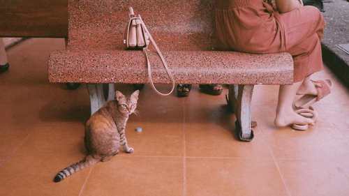 Childless Cat Lady & Proud: How Cat-Themed Fashion Feels Like A Small Act Of Feminist Resistance