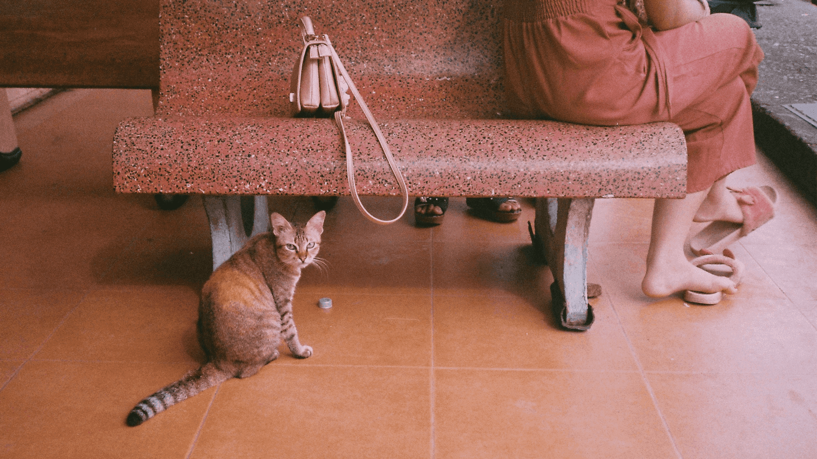 Childless Cat Lady & Proud: How Cat-Themed Fashion Feels Li…