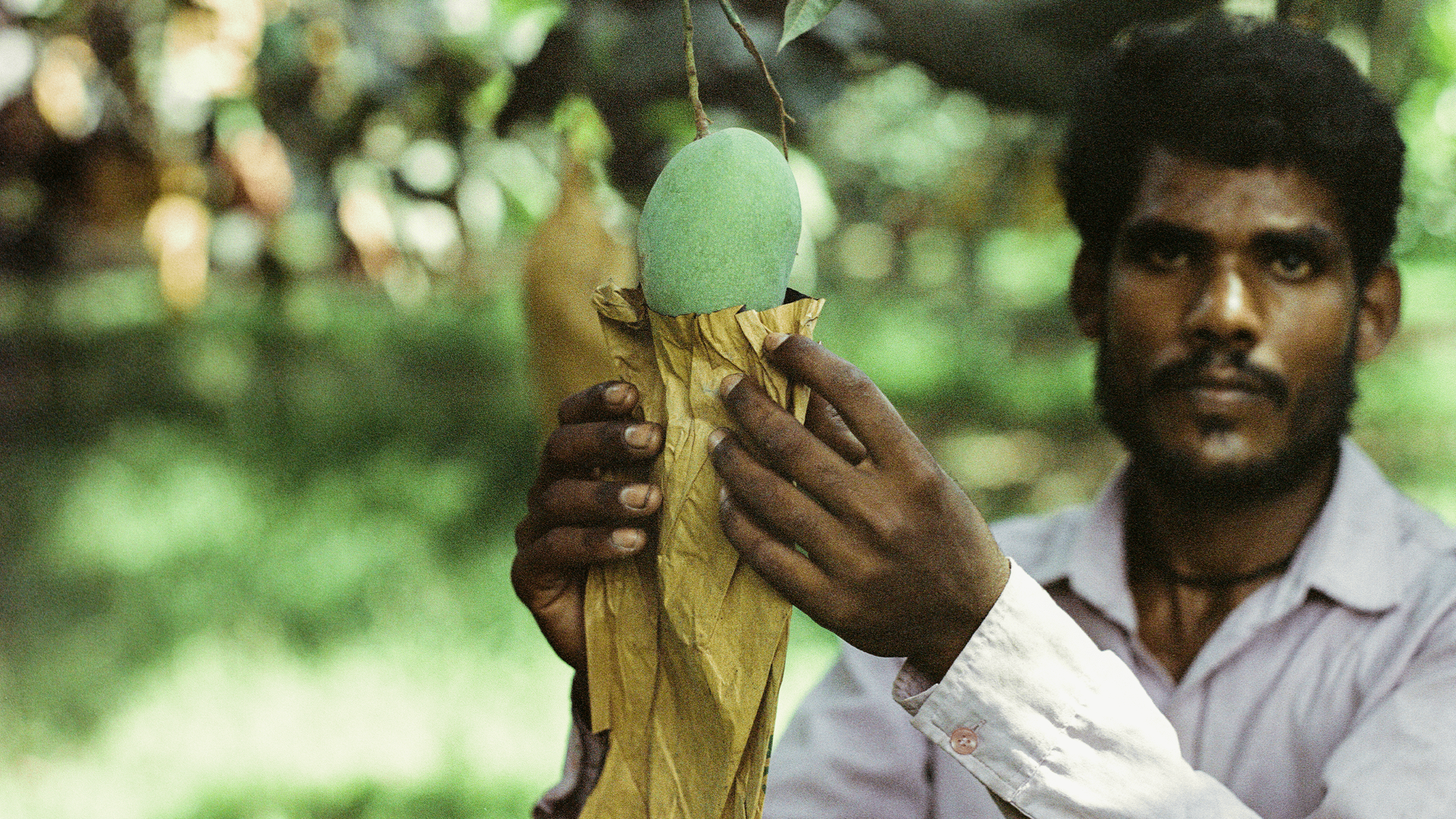 Mango Season: Inside The Harvest Connecting The South Asian Diaspora To Home