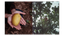 Mangoes_Embed2_Credit_Gorkey Patwal