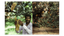 Mangoes_Embed3_Credit_Gorkey Patwal