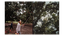 Mangoes_Embed4_Credit_Gorkey Patwal